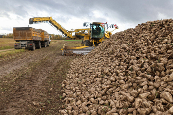 В Беларуси накопано свыше 4,8 миллиона тонн сахарной свеклы 