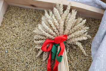 В Беларуси намолочено почти 9,5 миллиона тонн зерна, включая рапс  