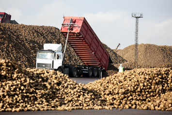 В Беларуси финиширует уборка сахарной свеклы