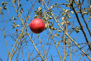 Главный показатель хорошей подготовки яблонь к зиме — степень одревеснения побегов и сформированности почек