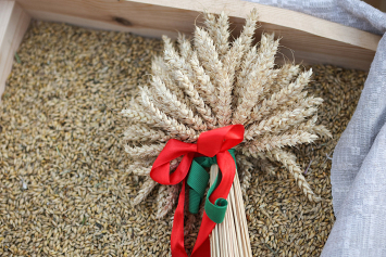В Беларуси намолочено почти 9,5 миллиона тонн зерна, включая рапс 