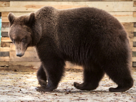 В НПЦ по биоресурсам рассказали, есть ли риск встретиться с бурым медведем поздней осенью