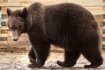 Открывать охоту на бурых медведей рано, но контролировать в белорусских лесах их численность пора