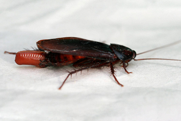 В Финляндии обнаружили новый для страны вид крупных тараканов