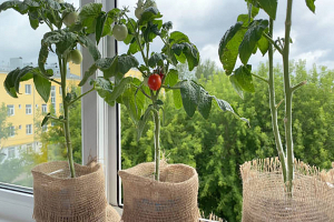 Знаете ли вы, что необходимо для того, чтобы вырастить томаты на балконе?