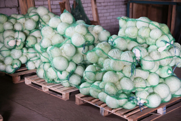 Плодоовощная продукция из стабфондов Гомельской области второй месяц успешно поступает в торговые сети