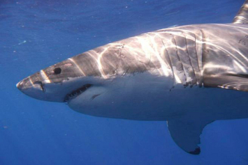 Палеонтологи усомнились в схожести белых акул и доисторических акул-мегалодонов