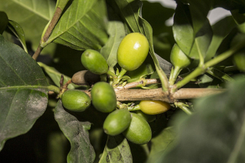 Впервые полностью расшифрован геном кофейного дерева сорта арабика