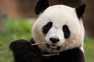 Китай будет следить за условиями содержания больших панд в других странах