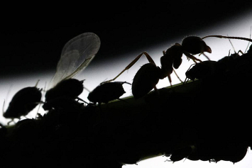 Инвазивные муравьи заставили африканских львов поменять диету