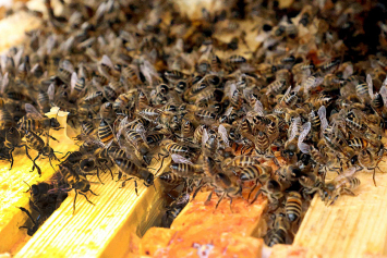 Узнали, где и как готовят профессиональных пчеловодов