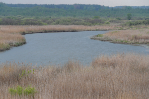 26 водно-болотных угодий Беларуси имеют международное значение