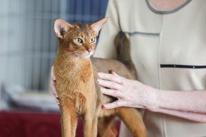 Сомали, египетская мау, священная бирма – в Минске пройдет международная выставка кошек