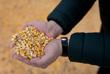 Впервые в Беларуси семена кукурузы произведены на фертильной основе