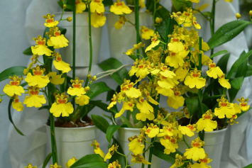 Особенности ухода за орхидеей в зимний период рассказала специалист ботанического сада БГСХА