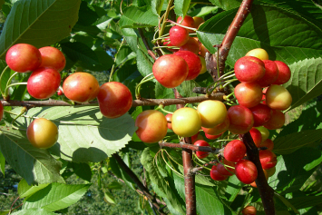 Скороплодность — одно из исключительных свойств вишни