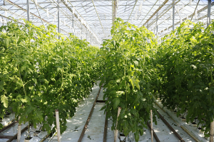 В Беларуси растет производство своих томатов в межсезонье