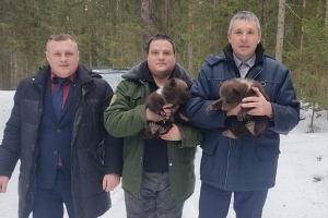 Найденные в Витебском районе медвежата переданы в зоопарк и чувствуют себя хорошо
