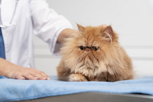 Как давать кошкам таблетки – объясняет ветеринарный врач 