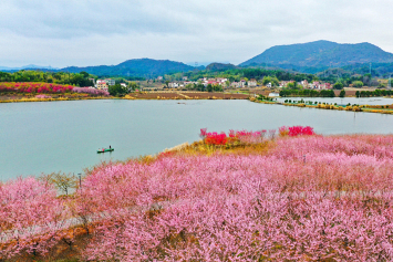 Фотофакт. Цветение вишни на востоке Китая