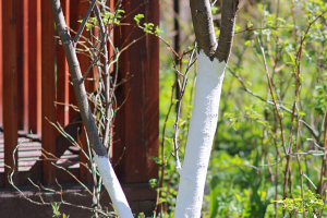 Знаете ли вы, зачем и когда лучше белить садовые деревья весной?