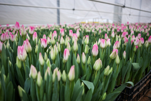 Мировыми лидерами в сфере цветочного экспорта стали Нидерланды, Колумбия и Эквадор