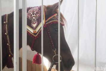 Фотофакт. Выставка лошадей проходит в столичном спорткомплексе «Динамо»