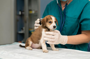 Ветеринарный врач рассказала, как подготовить щенка к вакцинации