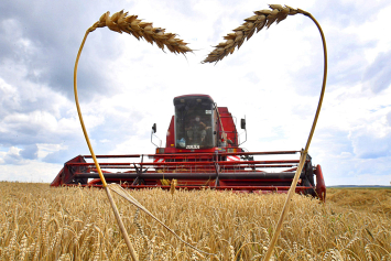 Ученые России и Беларуси вывели уникальный сорт пшеницы