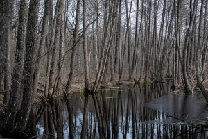 Ограничения на посещение лесов введены в 23 районах Беларуси
