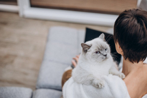 Каких правил в доме нужно придерживаться владельцам кошек, чтобы питомец был счастлив