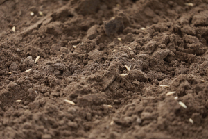В ближайшее время в Беларуси температурный режим немного повысится, что улучшит прогрев почвы – Белгидромет