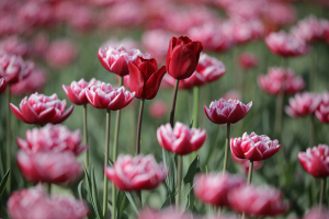 В честь юбилея Витебска зеленстроевцы высадят свыше 1,1 миллиона цветов