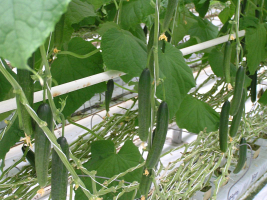 Около 900 тонн огурцов свежего урожая уже отправило потребителям КСУП «Рудаково»