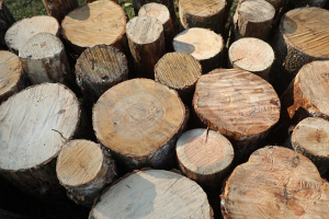 КГК проводит проверку целевого использования деловой древесины, приобретаемой гражданами по льготной цене