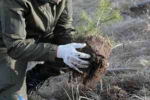 Свыше 2 тыс. деревьев и 11 тыс. кустарников высадили в Минске во время месячника по благоустройству