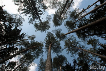 Ограничения на посещение лесов введены в 39 районах Беларуси