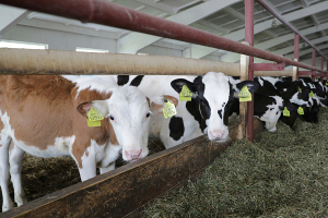 КГК Гродненской области изучил вопрос обеспеченности животноводства кормами 