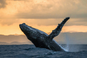 СМИ: король коренных новозеландцев потребовал признать китов личностями и дать им права