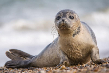 В Казахстане на берегу Каспия обнаружили 62 мертвых тюленя