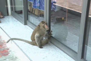 Власти Таиланда разработали план по завершению многолетних беспорядков из-за большого количества обезьян – СМИ