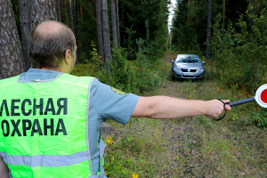 Ограничения на посещение лесов действуют в 30 районах Беларуси
