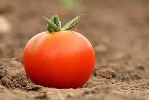 Знаете ли вы три народных рецепта для подкормки томатов?