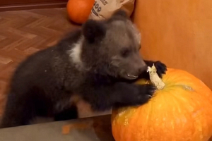 Медвежонок Добрыня из Витебского зоопарка стал любимцем горожан