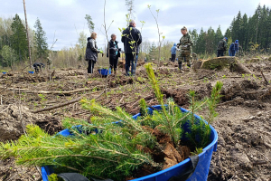 Профсоюзы Могилевской области в рамках акции «Аднавім лясы разам» высадили два гектара нового леса