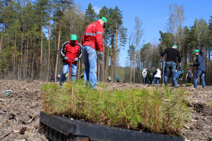 Более 7,5 тысячи молодых лесных деревьев посадили профсоюзы Гомельщины в рамках акции «Аднавім лясы разам»