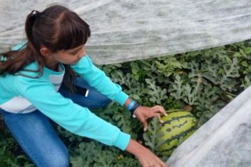 Существует несколько способов выращивания арбузов, но для Беларуси единственно возможный — рассадный