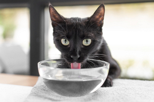 Сколько воды должен пить питомец – отвечает ветеринарный врач 