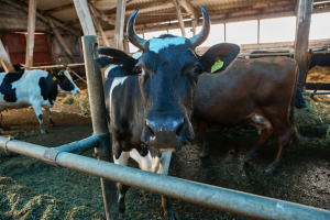 В Крупском районе заведующие молочно-товарными комплексами скрыли падеж скота
