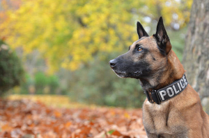 Во Франции служебная собака обнаружила наркотики у мужчины, который попытался ее погладить